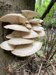 Fungi