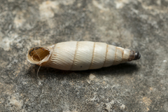 Albinaria brevicollis