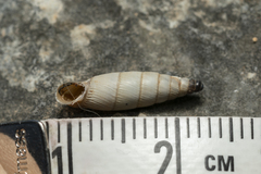 Albinaria brevicollis