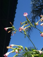 Nicotiana