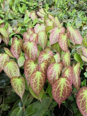Epimedium × versicolor