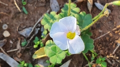Oxalis psilopoda