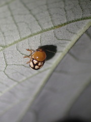 Cryptocephalus luteosignatus