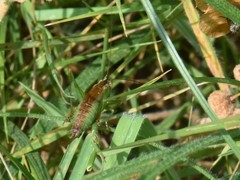 Conocephalus dorsalis