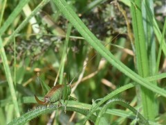 Conocephalus dorsalis