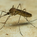 יתושן גדול - Photo (c) Ruan Booysen,  זכויות יוצרים חלקיות (CC BY-NC), הועלה על ידי Ruan Booysen