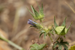Campanula rhodensis