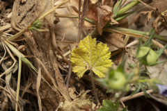 Campanula rhodensis