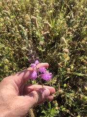 Physostegia pulchella