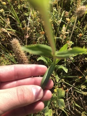 Physostegia pulchella
