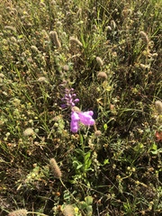 Physostegia pulchella