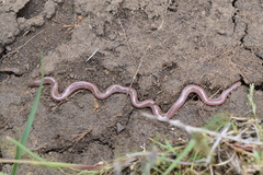 Xerotyphlops vermicularis