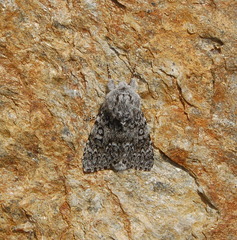 Acronicta euphorbiae