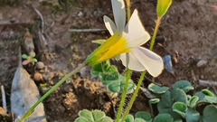 Oxalis psilopoda
