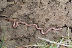 Xerotyphlops vermicularis