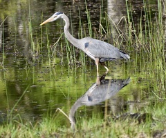 Ardea herodias
