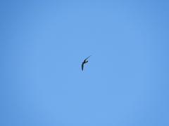 Streptoprocne semicollaris