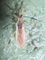 Oncocephalus nubilus