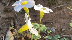 Oxalis psilopoda