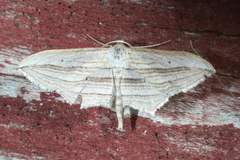 Arcobara multilineata