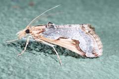 Loxostege albiceralis