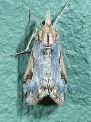 Loxostege albiceralis