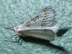 Philtraea paucimacula