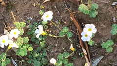 Oxalis psilopoda