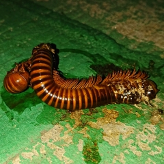 Thyropygus allevatus