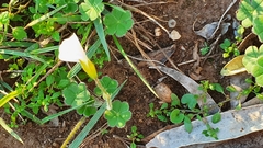 Oxalis psilopoda