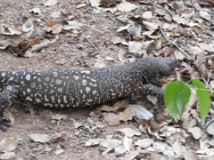 Heloderma horridum