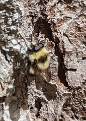 Criorhina
