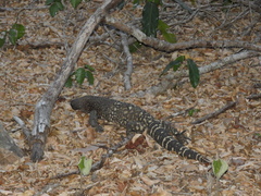 Heloderma horridum