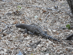 Heloderma horridum