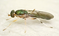 Merosargus caeruleifrons