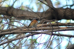 Phoenicurus phoenicurus