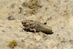 Nocarodes geniculatus