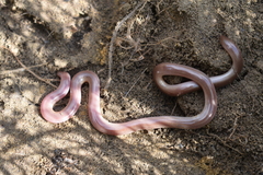 Xerotyphlops vermicularis