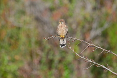 Falco tinnunculus tinnunculus