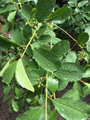 Frangula purshiana ultramafica