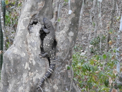 Heloderma horridum