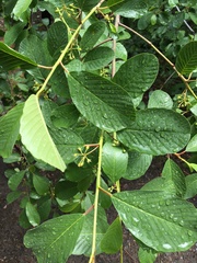 Frangula purshiana ultramafica