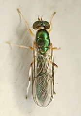Merosargus caeruleifrons