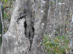 Heloderma horridum