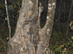Heloderma horridum