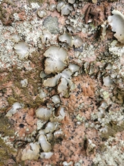 Umbilicaria hirsuta