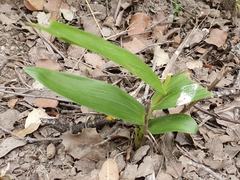 Cephalanthera longifolia image