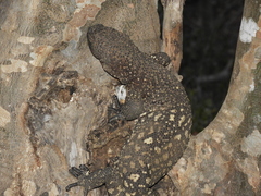 Heloderma horridum