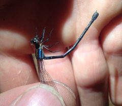 Argia medullaris