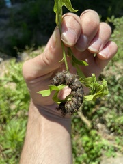 Hemileuca maia